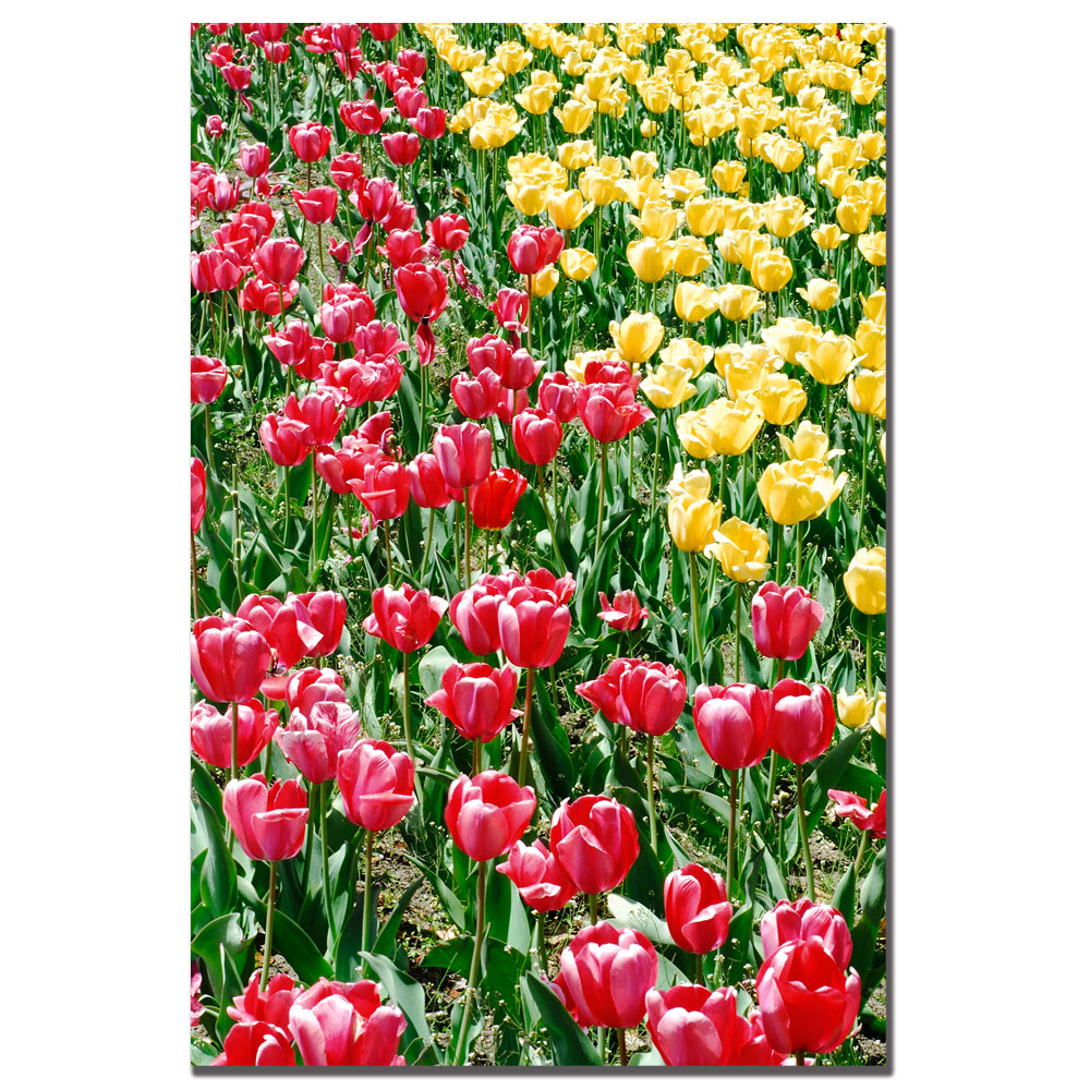 Kurt Shaffer 'Red And Yellow Tulips' Canvas Art 16 X 24