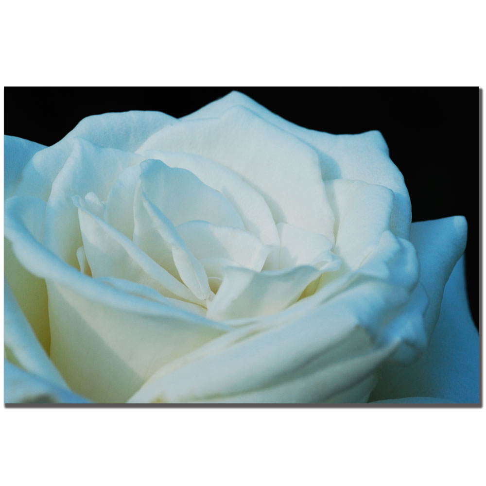 Kurt Shaffer 'White Rose' Canvas Art 16 X 24