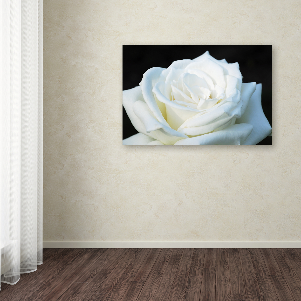 Kurt Shaffer 'White Rose II' Canvas Art 16 X 24