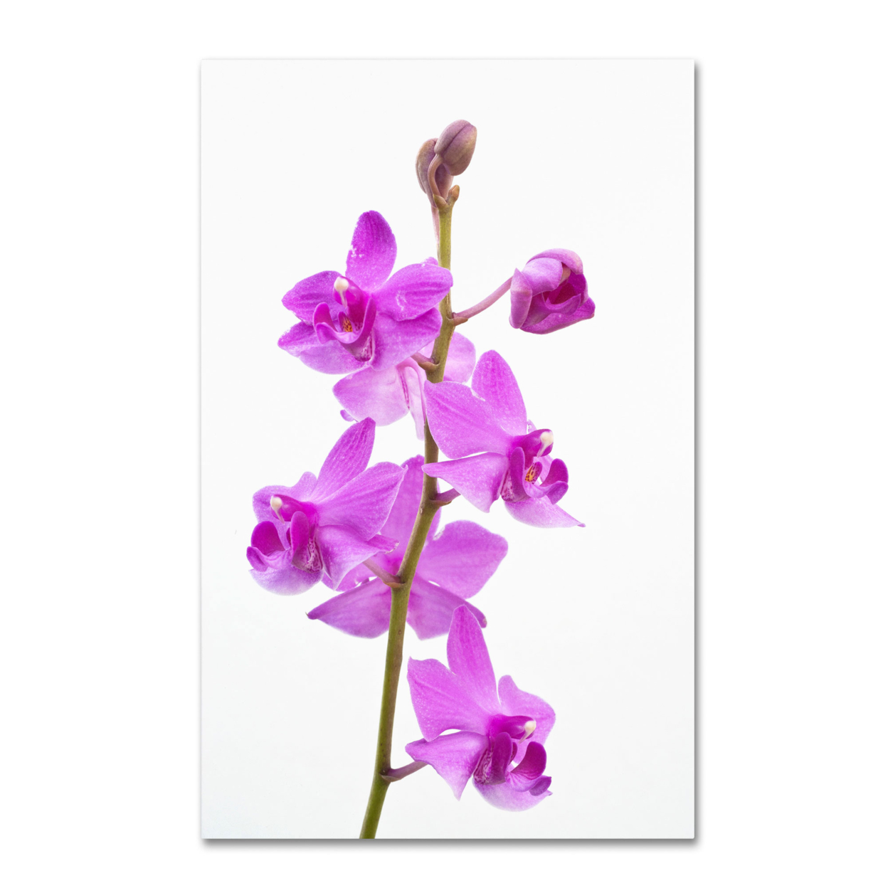 Kurt Shaffer 'Purple Orchids' Canvas Art 16 X 24