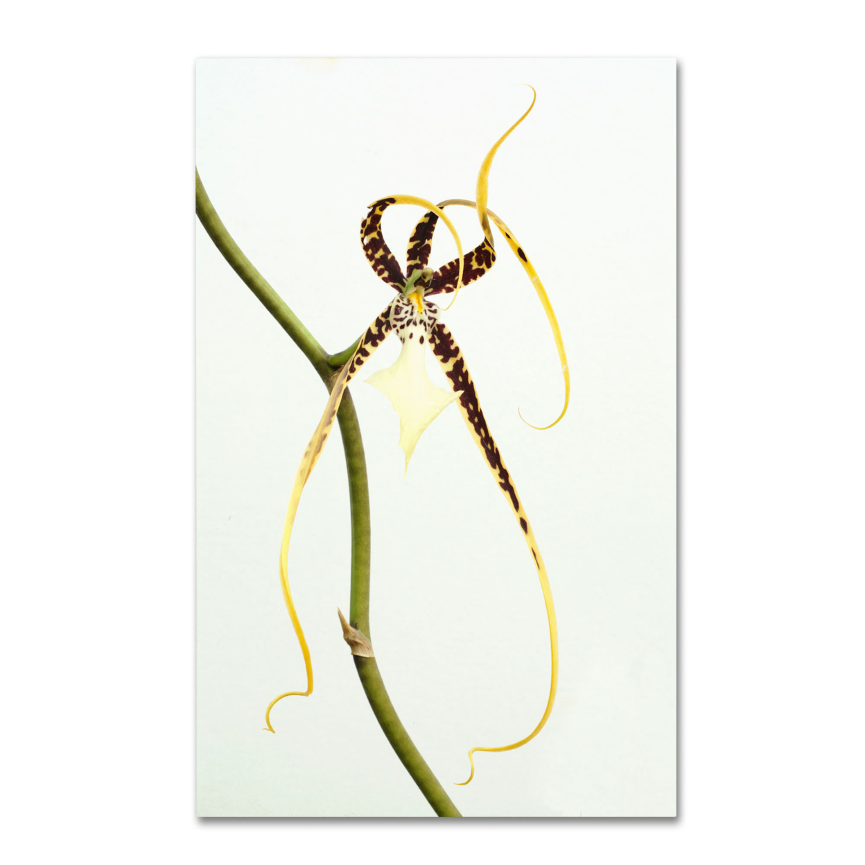 Kurt Shaffer 'Spider Orchid' Canvas Art 16 X 24