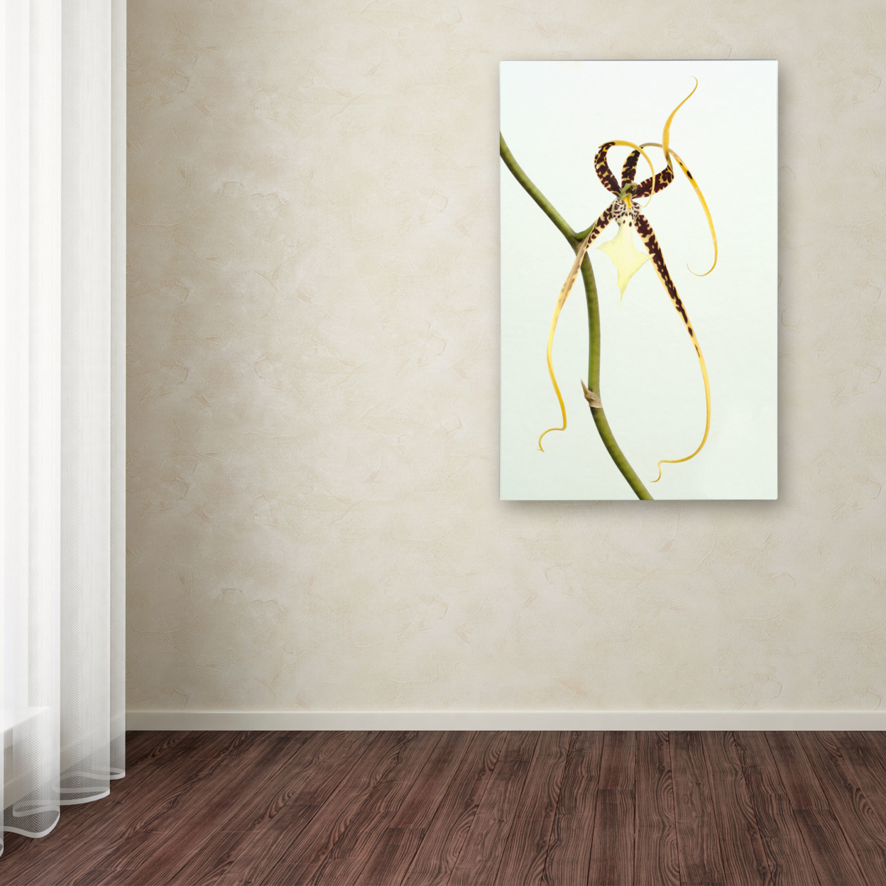 Kurt Shaffer 'Spider Orchid' Canvas Art 16 X 24