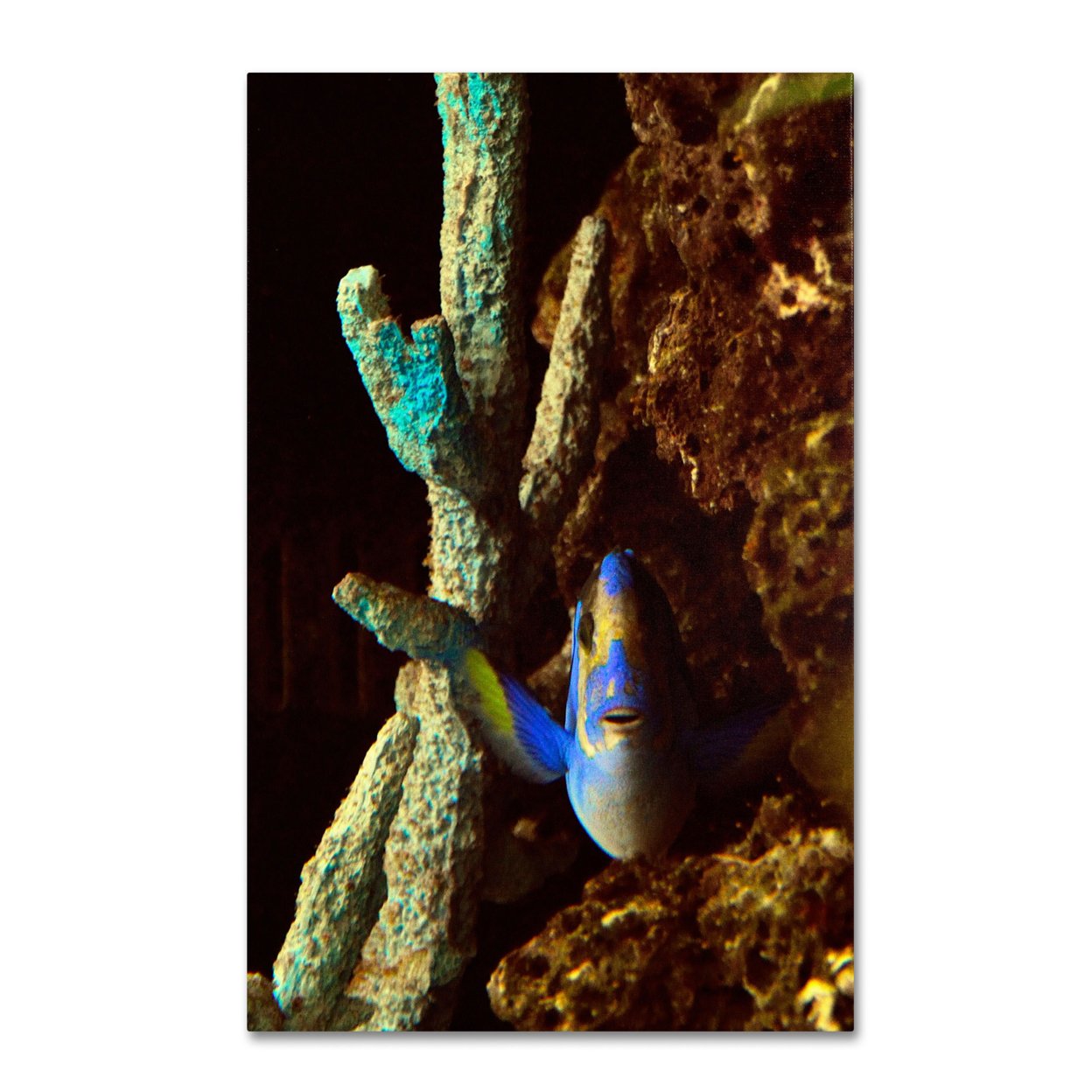 Kurt Shaffer 'Fish In The Rocks' Canvas Art 16 X 24