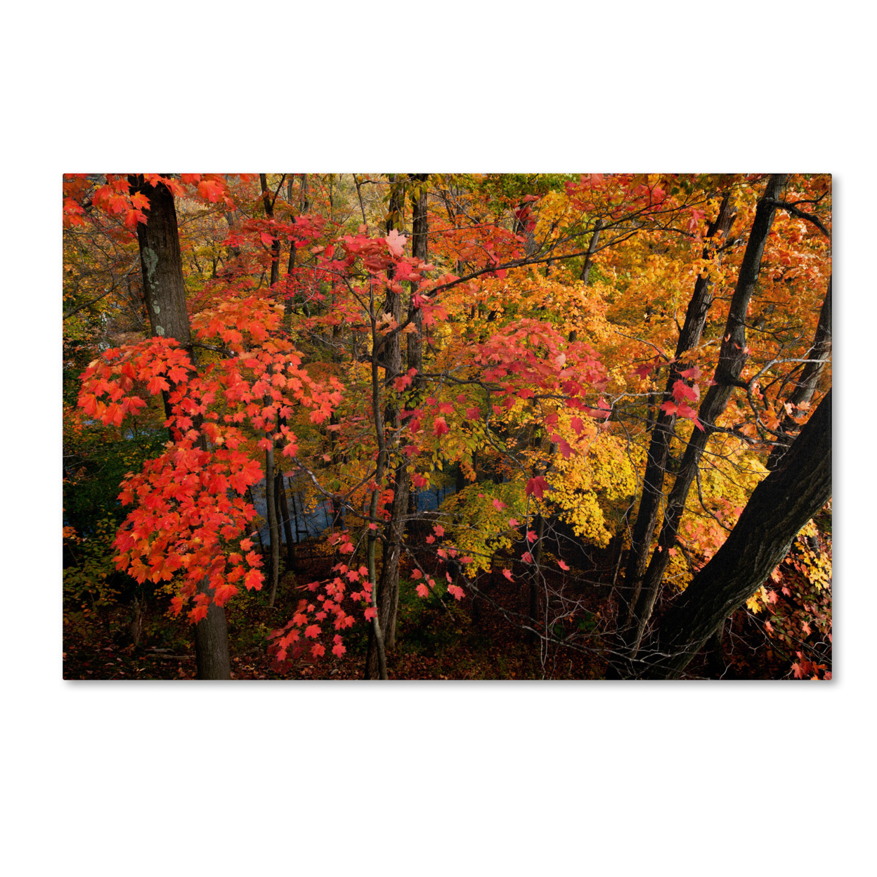 Kurt Shaffer 'Brilliant Autumn Forest' Canvas Art 16 X 24