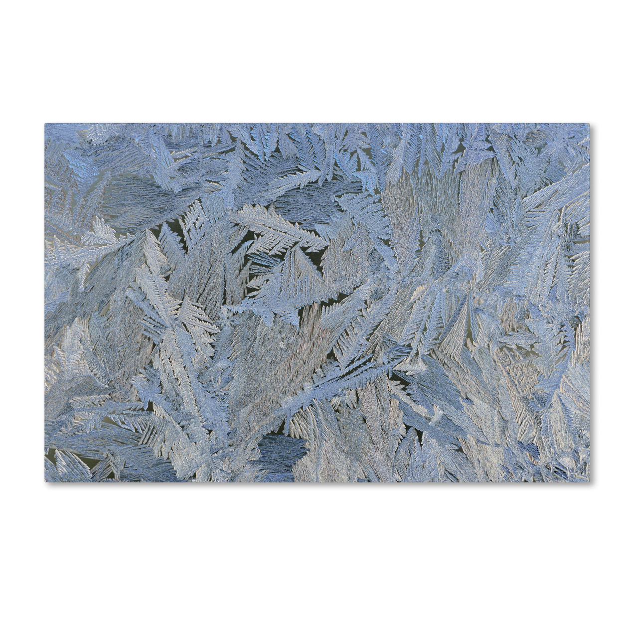 Kurt Shaffer 'Frost Pattern #6' Canvas Art 16 X 24