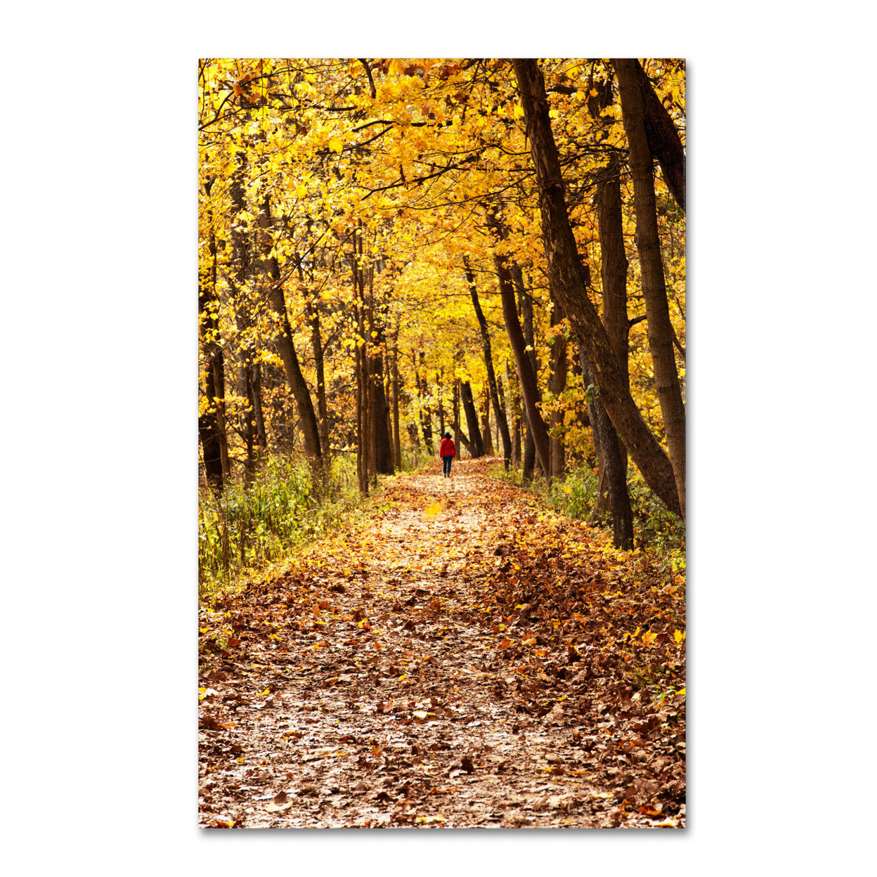 Kurt Shaffer 'Golden Autumn Walk' Canvas Art 16 X 24