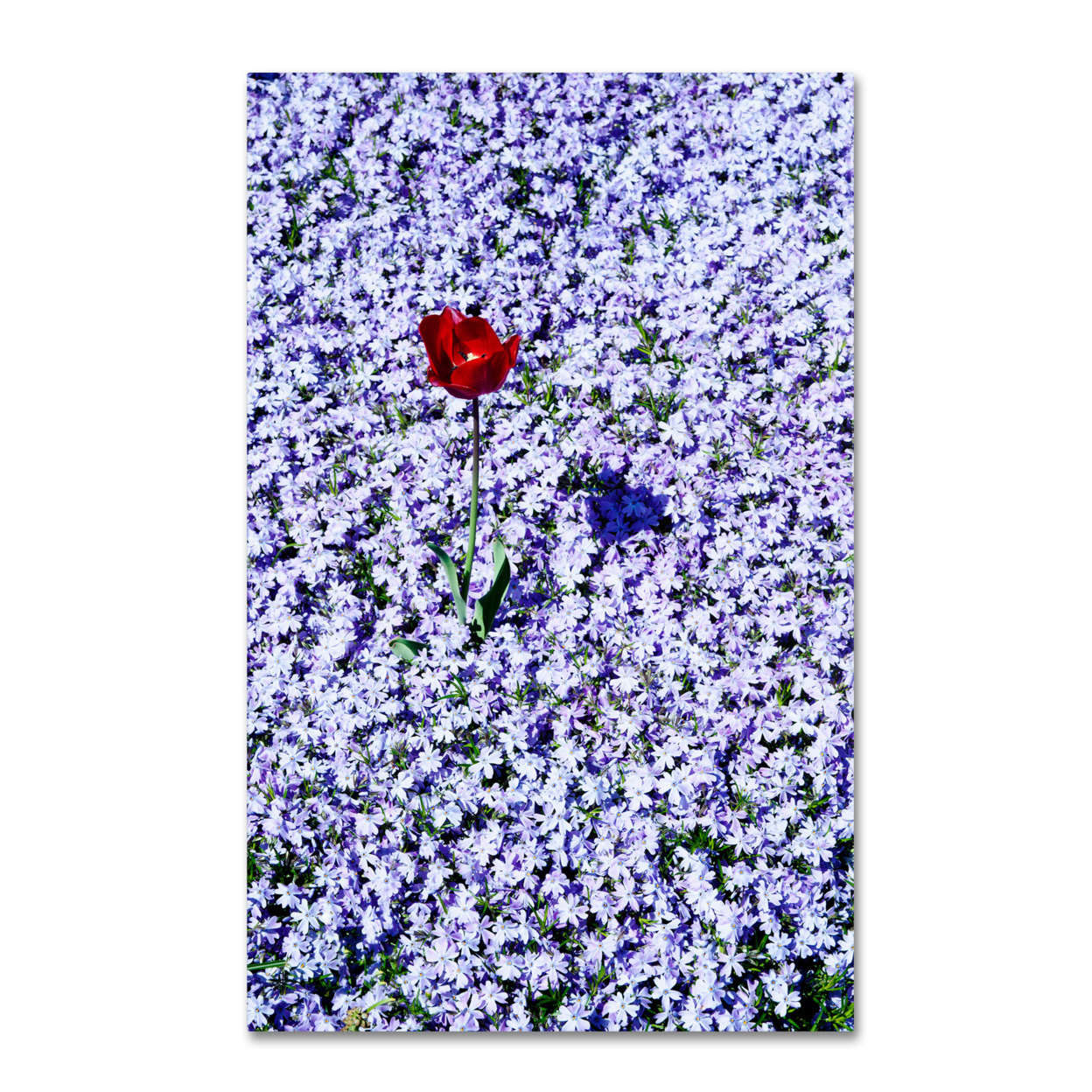 Kurt Shaffer 'One Red Tulip' Canvas Art 16 X 24