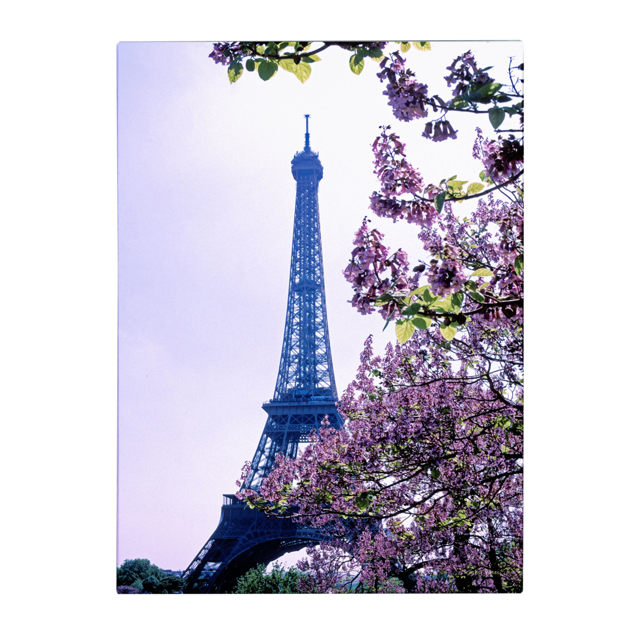 Kathy Yates 'Eiffel Tower With Blossoms' Canvas Art 16 X 24