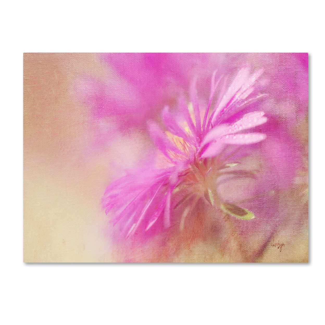 Lois Bryan 'Dewy Pink Aster' Canvas Art 16 X 24