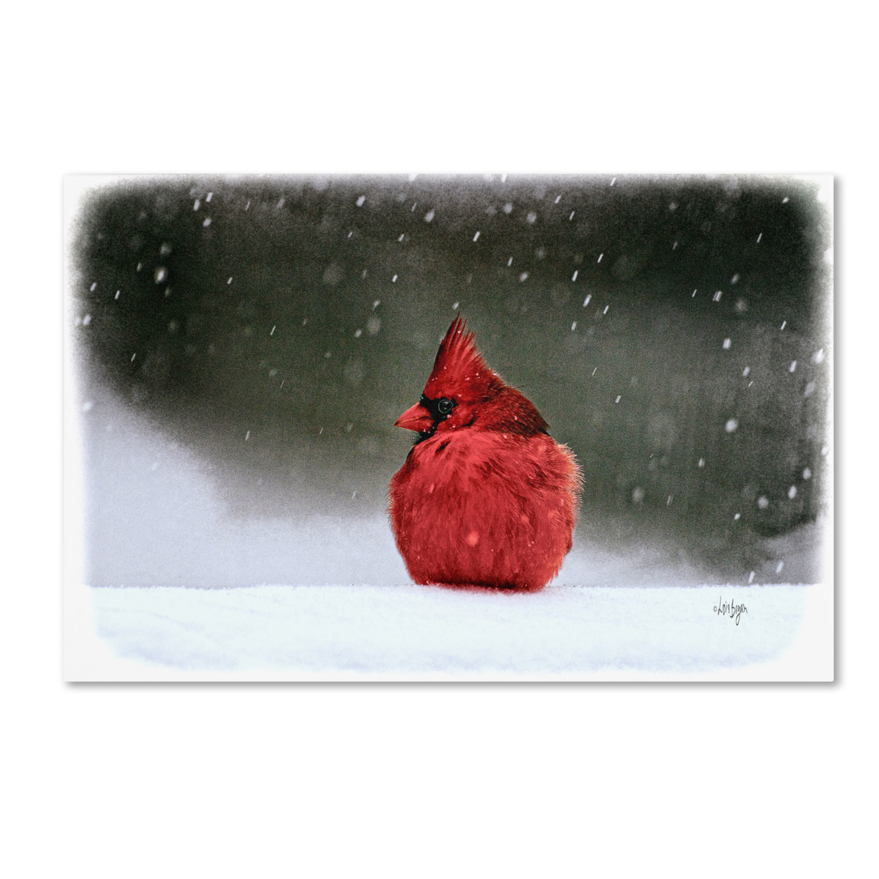 Lois Bryan 'A Ruby In The Snow' Canvas Art 16 X 24