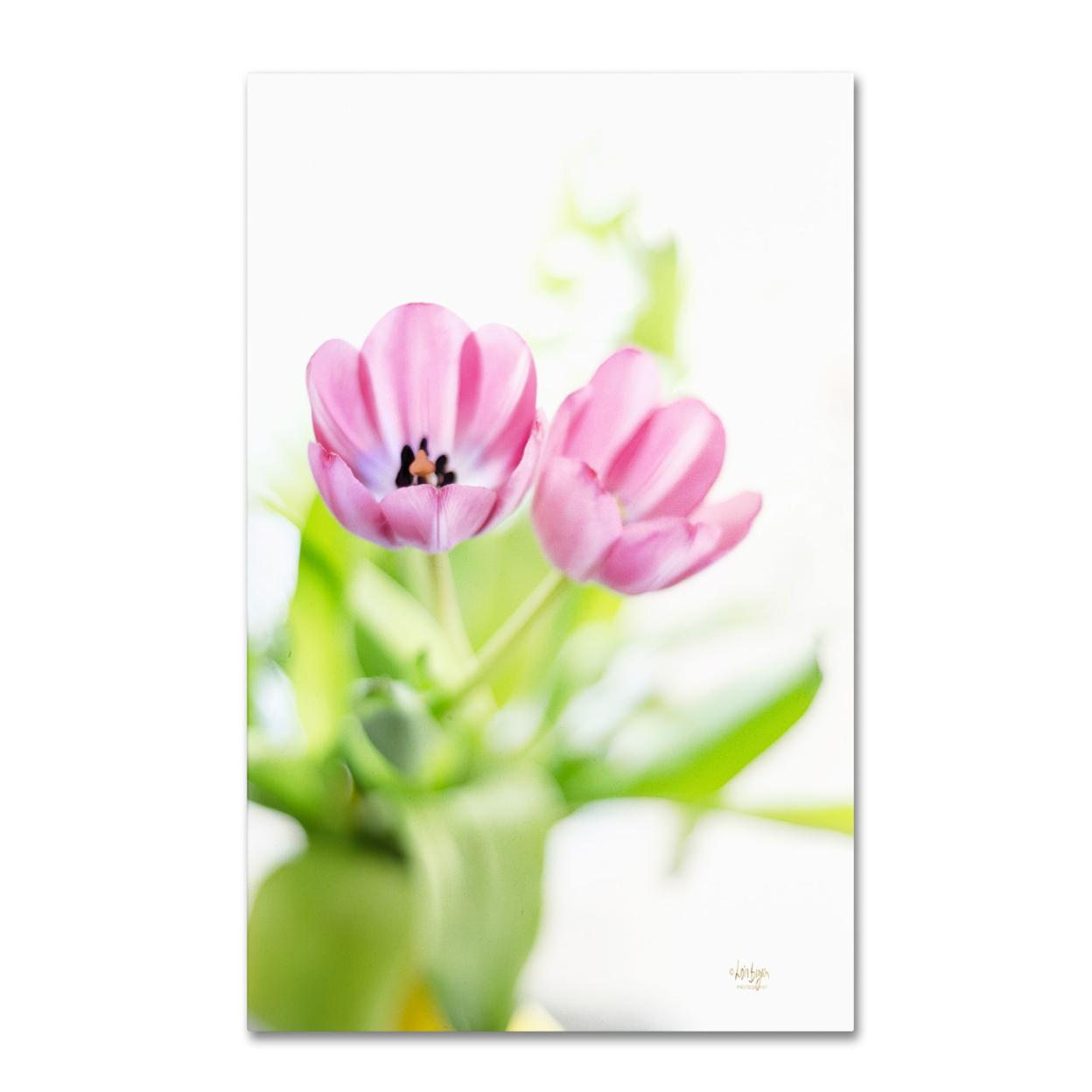 Lois Bryan 'Pink Tulips Drenched In Light' Canvas Art 16 X 24