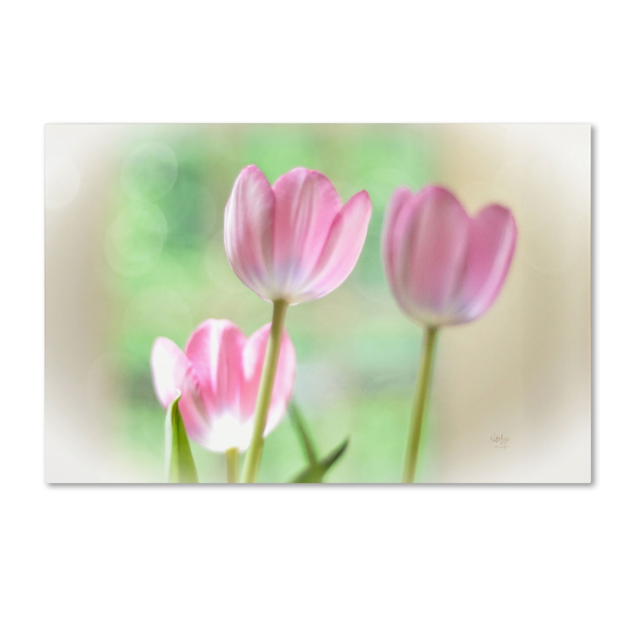 Lois Bryan 'Three Pink Tulips' Canvas Art 16 X 24