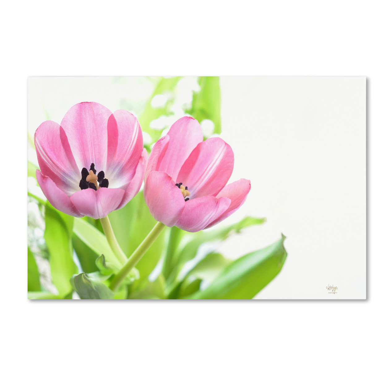 Lois Bryan 'Two Pink Tulips' Canvas Art 16 X 24