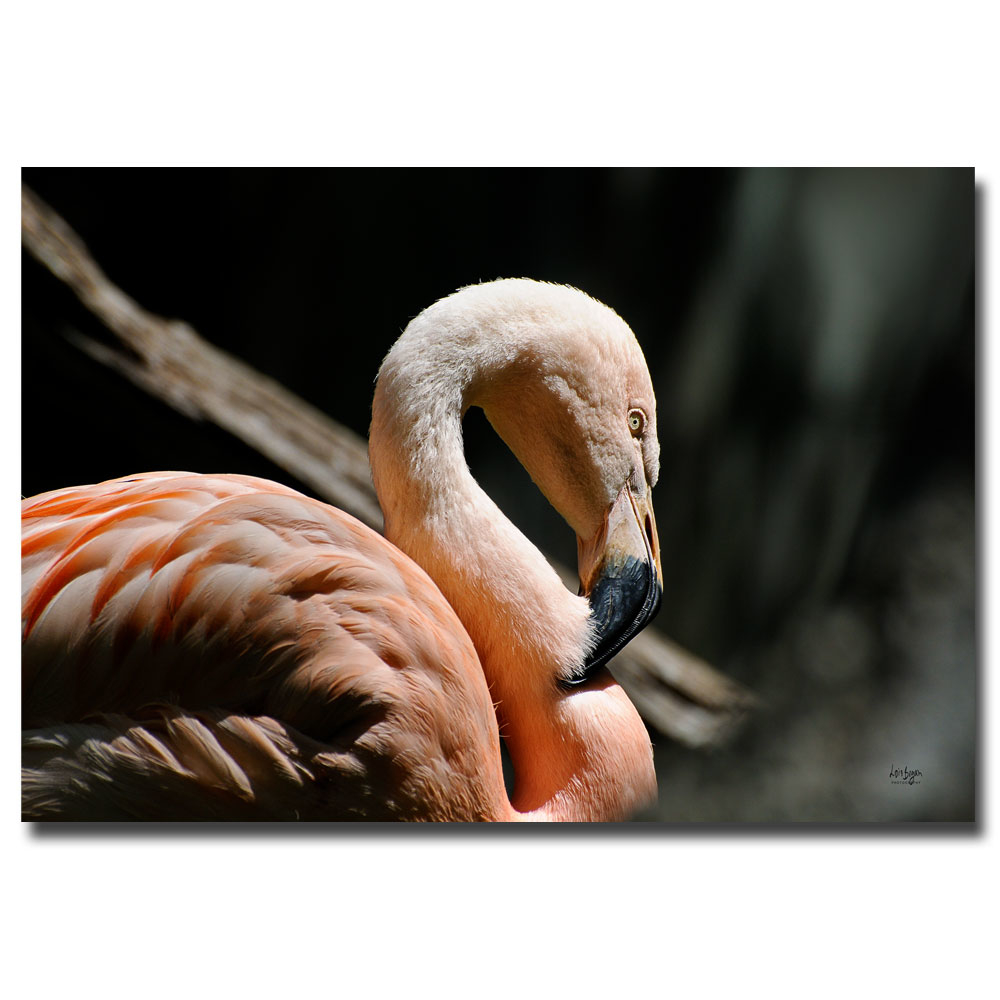 Lois Bryan 'The Sacred Old Flamingoes' Canvas Art 16 X 24