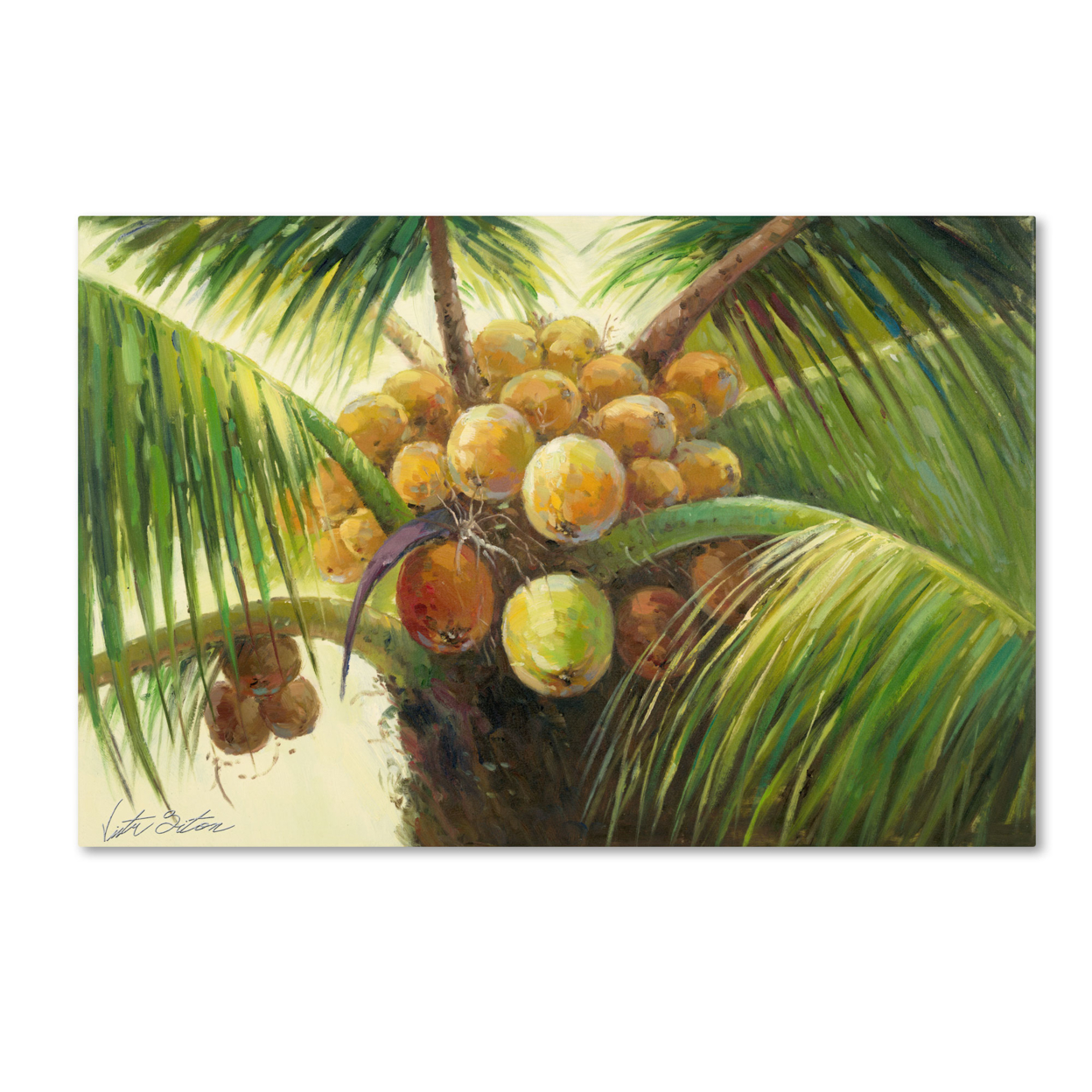 Victor Giton 'Coconut Palm II' Canvas Art 16 X 24