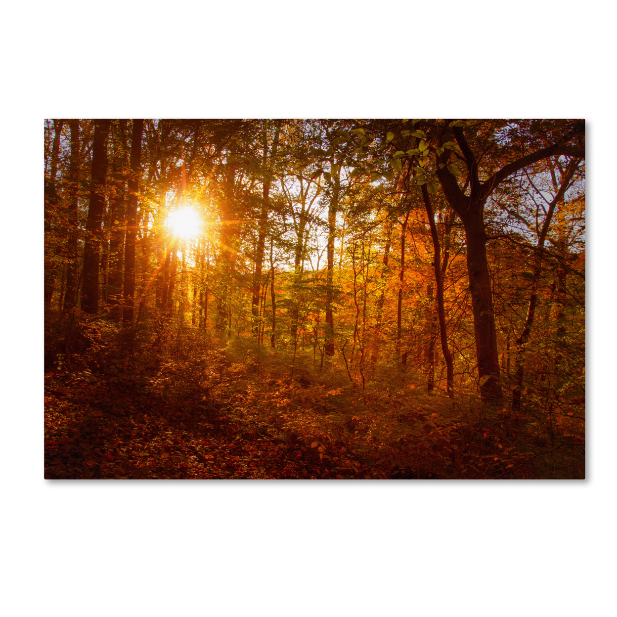 PIPA Fine Art 'Autumn Sunset' Canvas Art 16 X 24