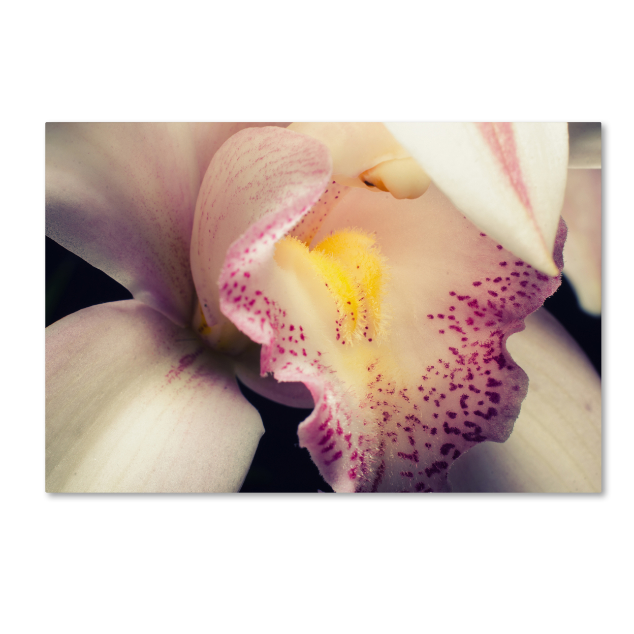 PIPA Fine Art 'Close-Up Of Orchid' Canvas Art 16 X 24