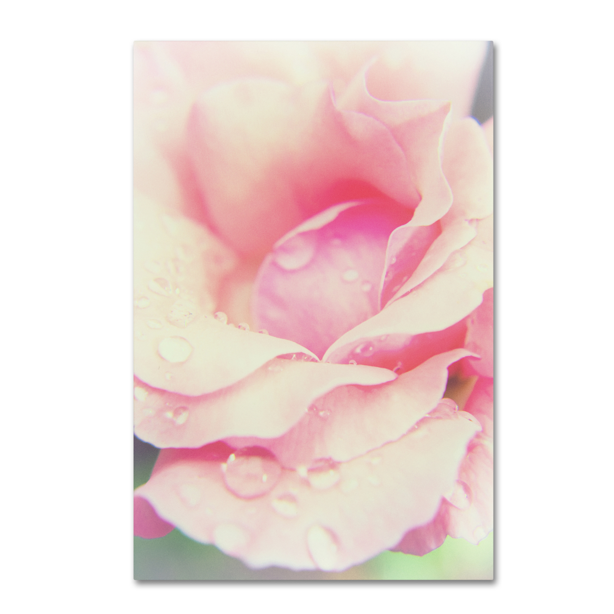 PIPA Fine Art 'Softened Rose' Canvas Art 16 X 24