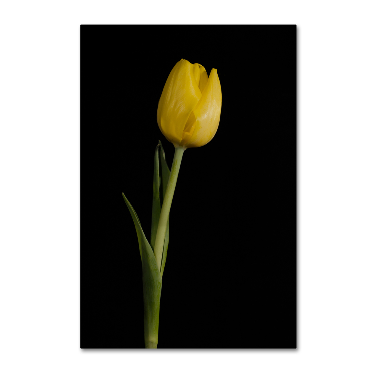 PIPA Fine Art 'Yellow Tulip Black Background 5' Canvas Art 16 X 24