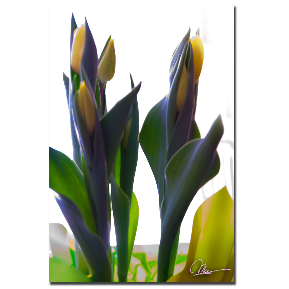 Martha Guerra, 'Tulips VII' Canvas Art 16 X 24