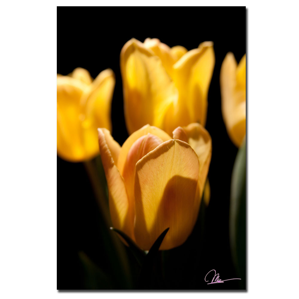 Martha Guerra, 'Tulips Blooms V' Canvas Art 16 X 24
