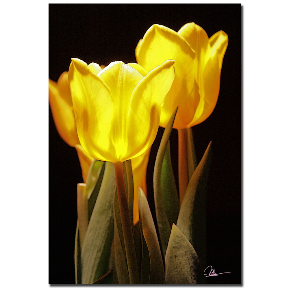 Martha Guerra, 'Yellow Tulips III' Canvas Art 16 X 24