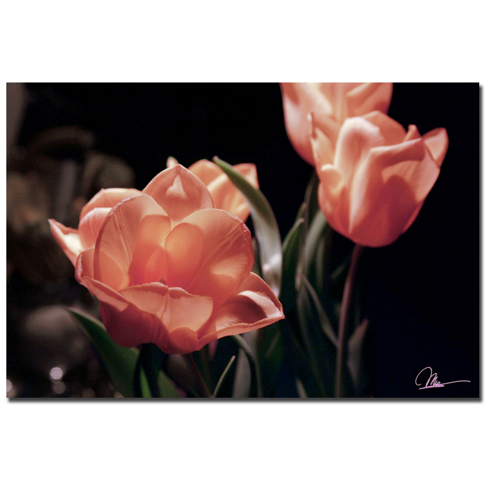 Martha Guerra, 'Pink Tulips' Canvas Art 16 X 24