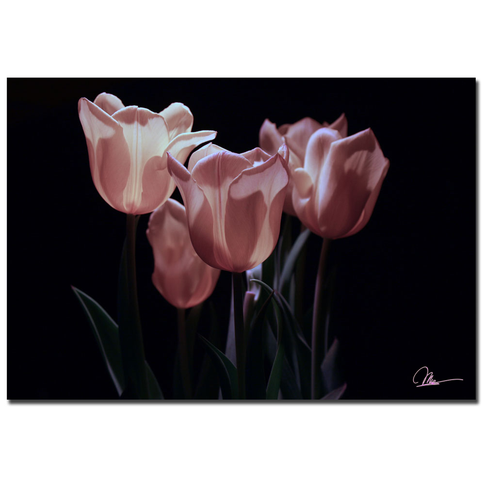 Martha Guerra, 'Pink Blooms II' Canvas Art 16 X 24