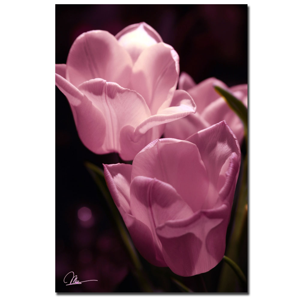 Martha Guerra, 'Three Pink Tulips' Canvas Art 16 X 24