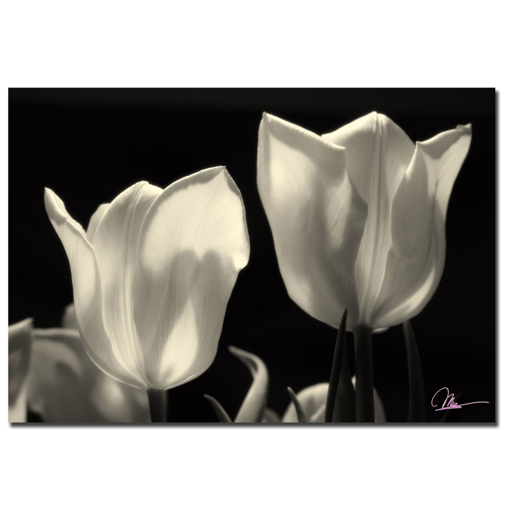 Martha Guerra 'Tulips' Canvas Art 16 X 24
