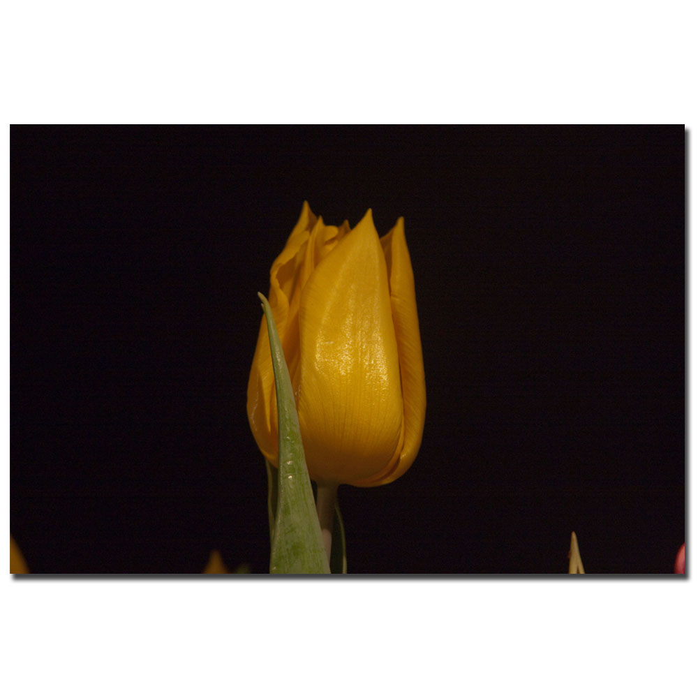 Martha Guerra, 'Yellow Tulips VI' Canvas Art 16 X 24