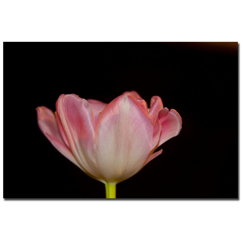 Martha Guerra, 'Blooming Tulip V' Canvas Art 16 X 24