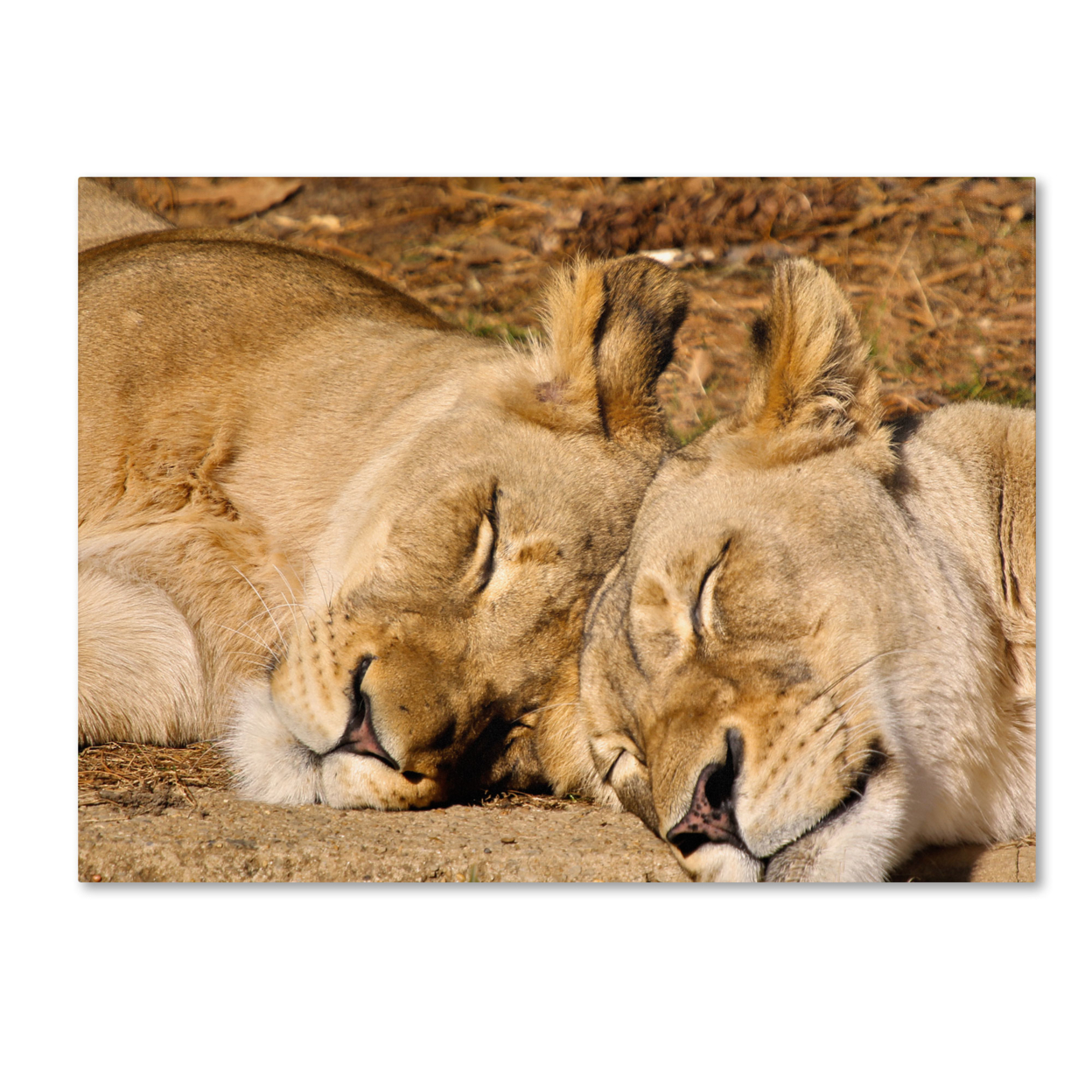CATeyes 'National Zoo - Lions' Canvas Art 16 X 24