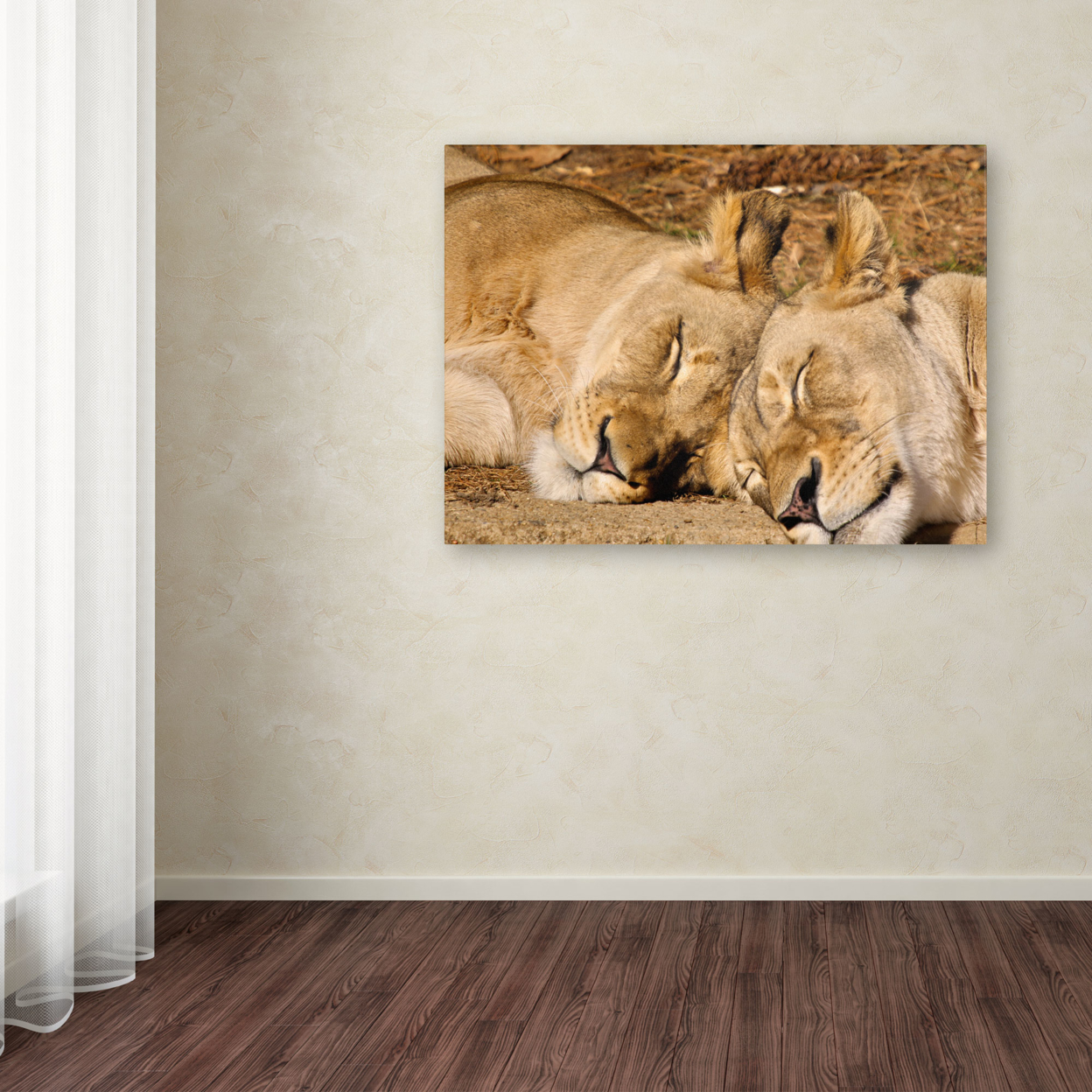 CATeyes 'National Zoo - Lions' Canvas Art 16 X 24