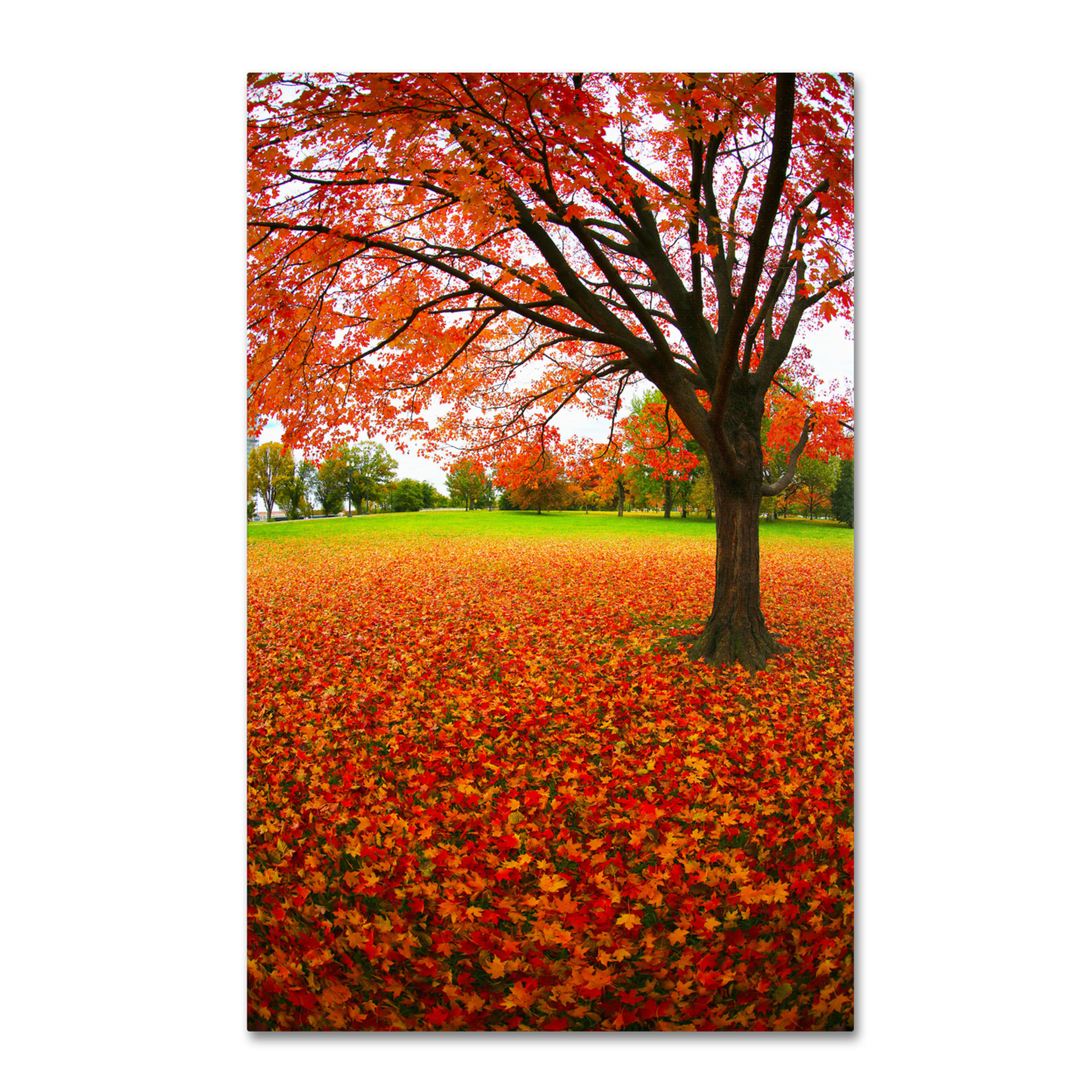 CATeyes 'Autumn Expressions' Canvas Art 16 X 24