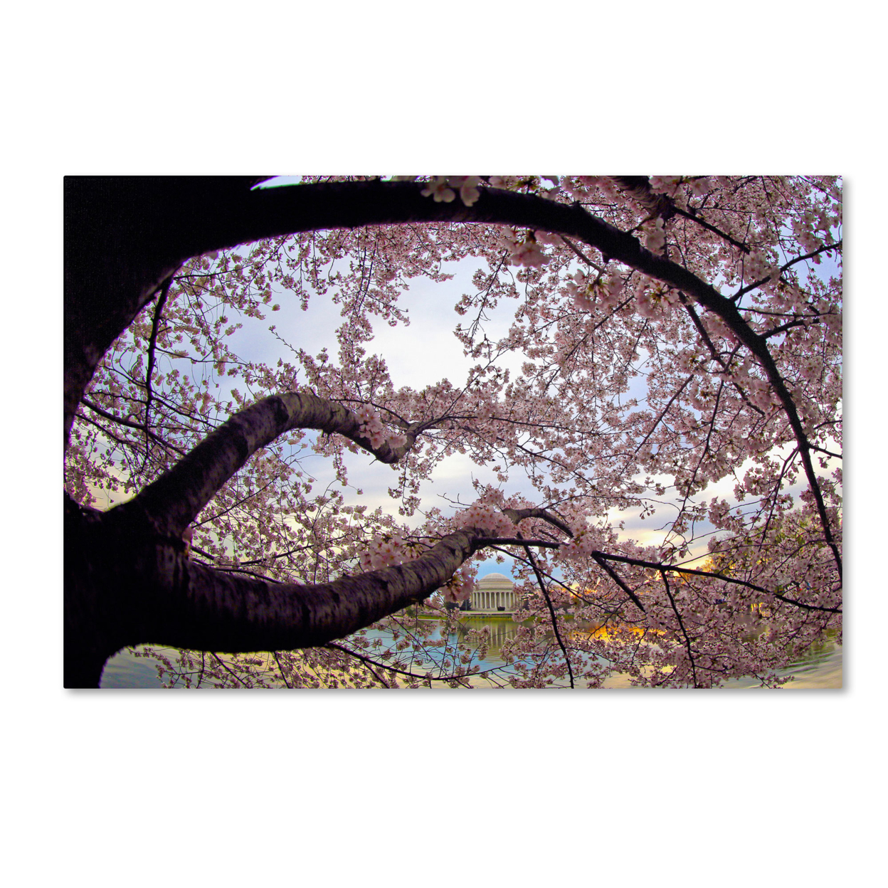 CATeyes 'Cherry Blossoms 2014-1' Canvas Art 16 X 24