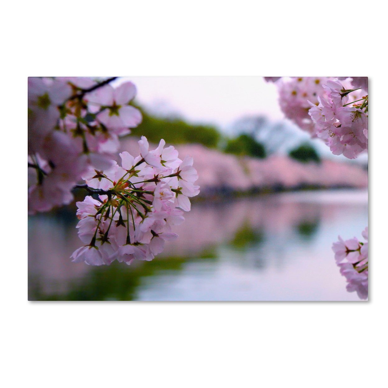 CATeyes 'Cherry Blossoms 2014-2' Canvas Art 16 X 24