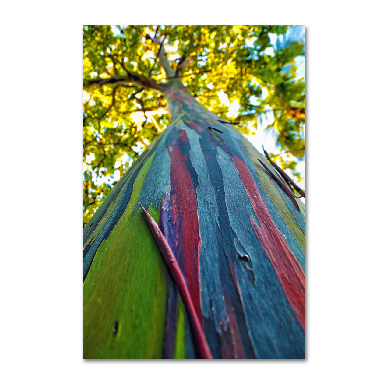 CATeyes 'Rainbow Eucalyptus Tree' Canvas Art 16 X 24