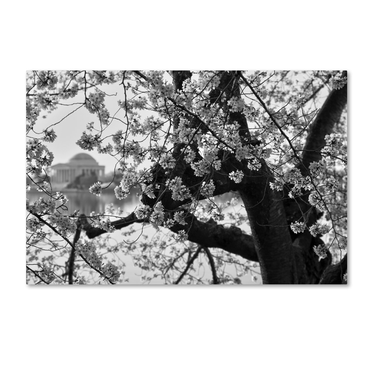 CATeyes 'Blossoms BW' Canvas Art 16 X 24
