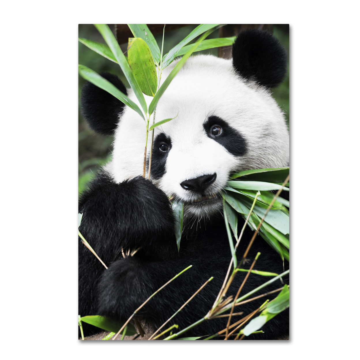 Philippe Hugonnard 'Giant Panda I' Canvas Art 16 X 24