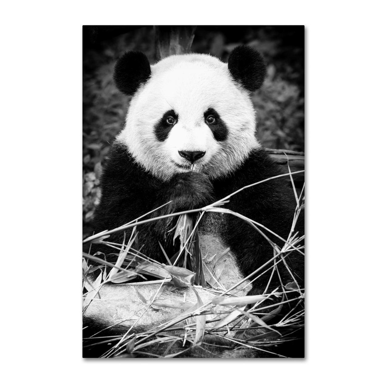 Philippe Hugonnard 'Panda' Canvas Art 16 X 24
