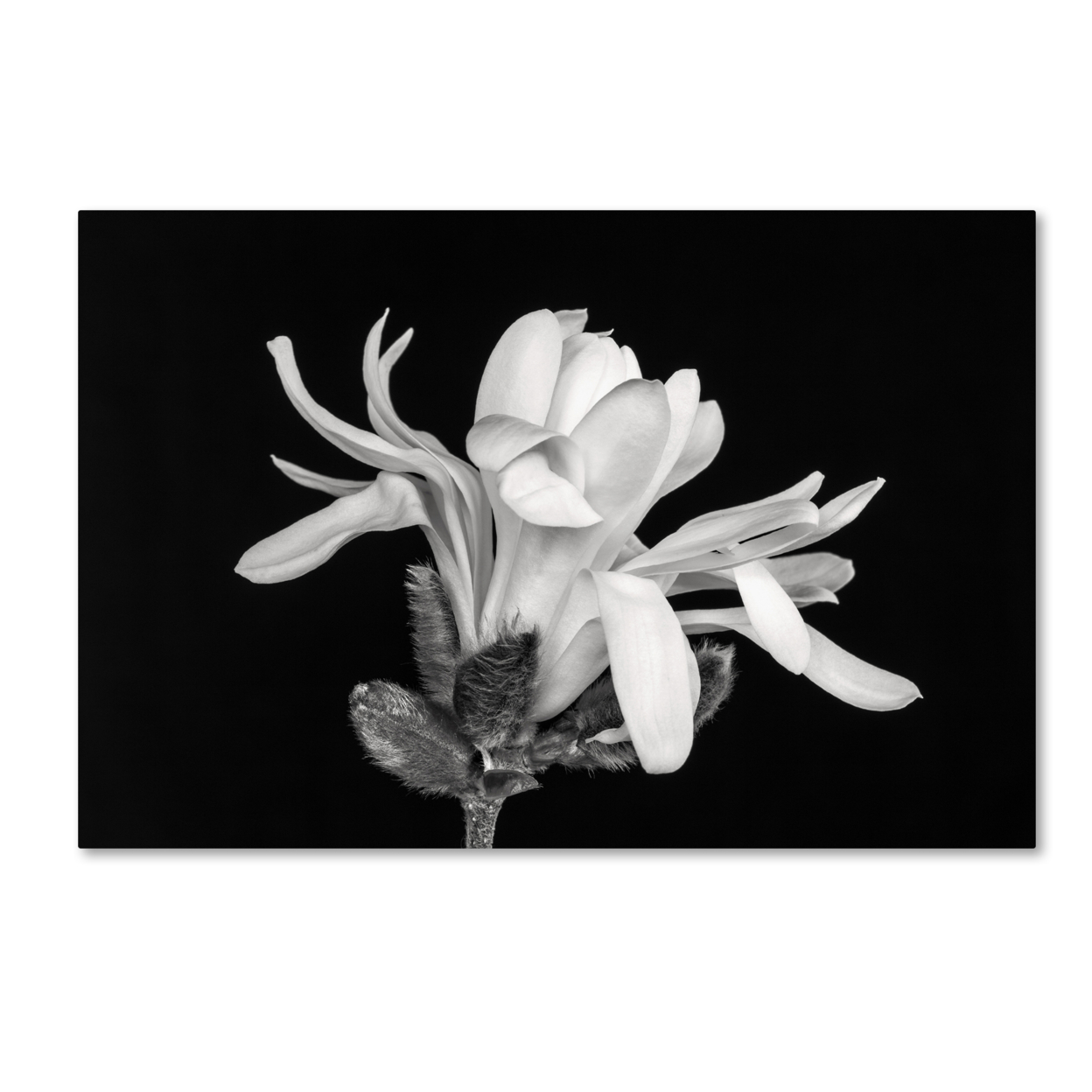 Pierre Leclerc 'Magnolia Flower' Canvas Art 16 X 24