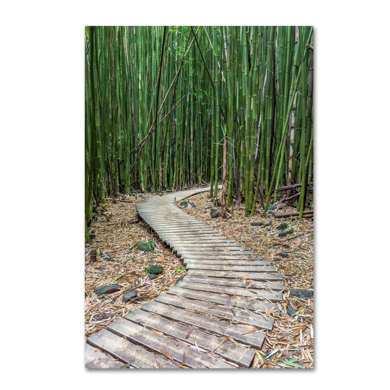 Pierre Leclerc 'Hiking Through The Bamboo Forest' Canvas Art 16 X 24