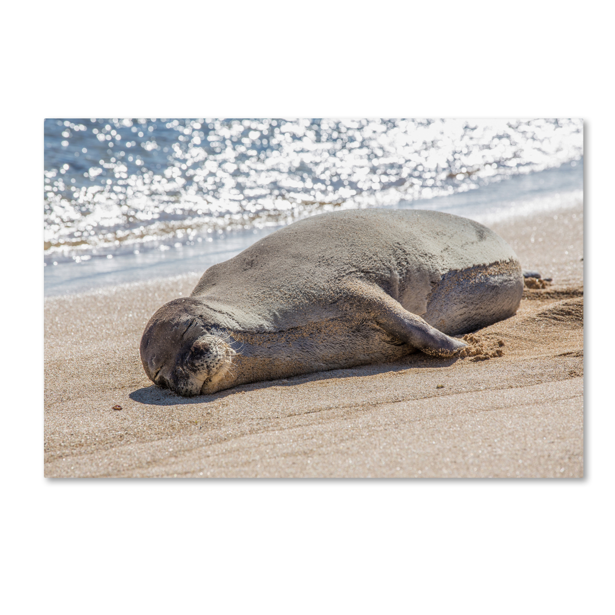 Pierre Leclerc 'Hawaiian Monk Seal' Canvas Art 16 X 24
