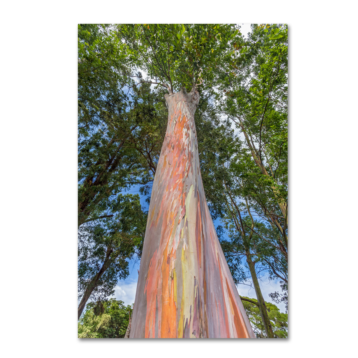 Pierre Leclerc 'Rainbow Tree' Canvas Art 16 X 24