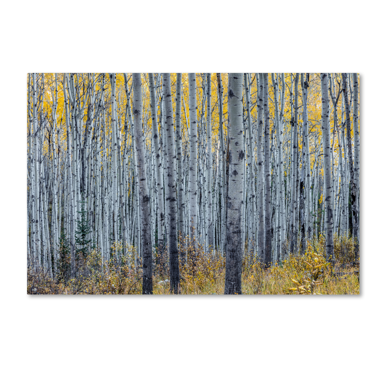 Pierre Leclerc 'Forest Of Aspen Trees' Canvas Art 16 X 24