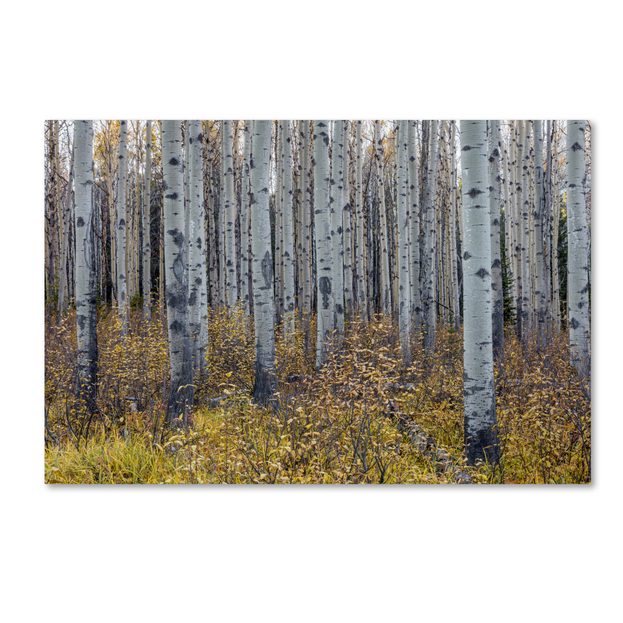 Pierre Leclerc 'Aspen Trees In Autumn' Canvas Art 16 X 24