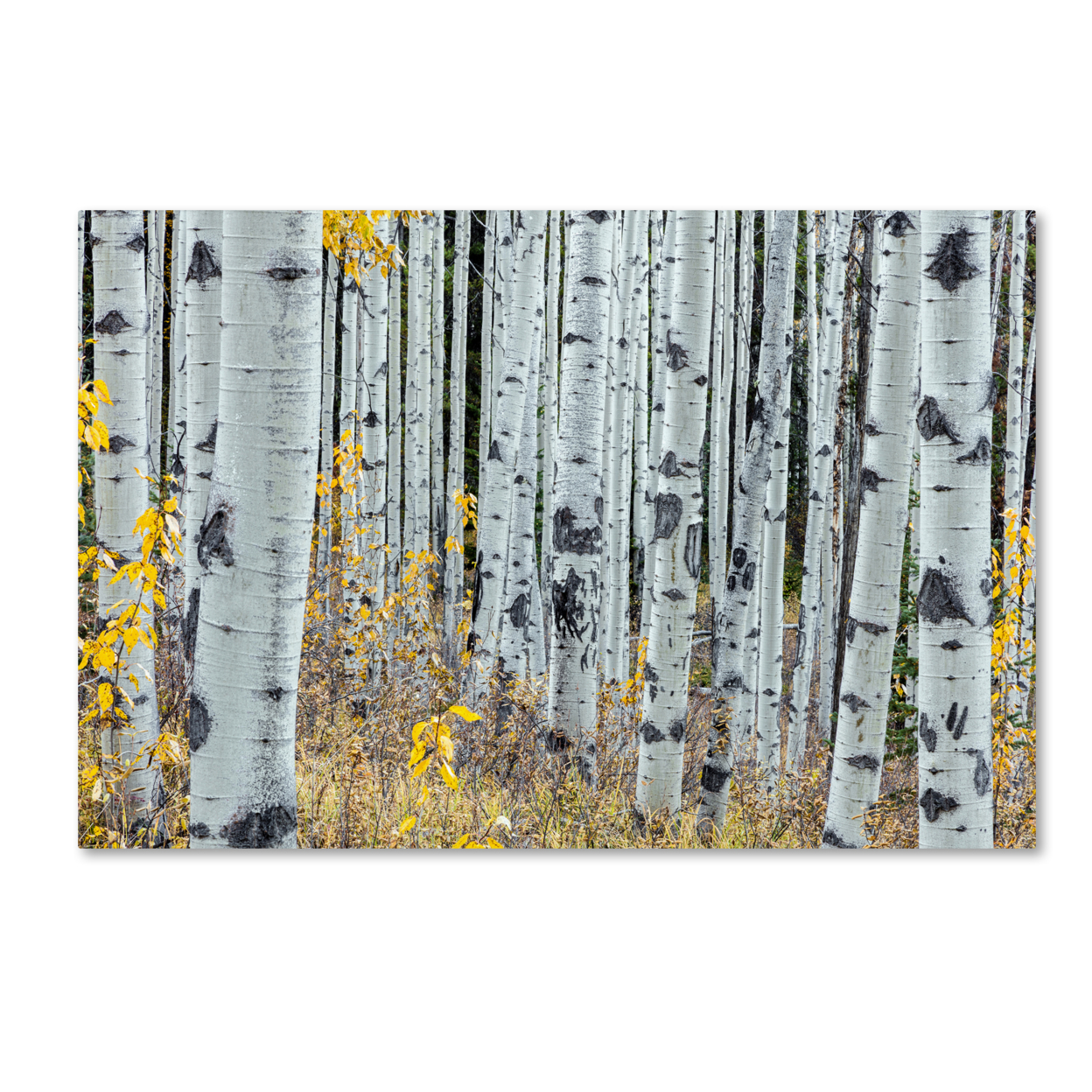 Pierre Leclerc 'Forest Of Aspens' Canvas Art 16 X 24