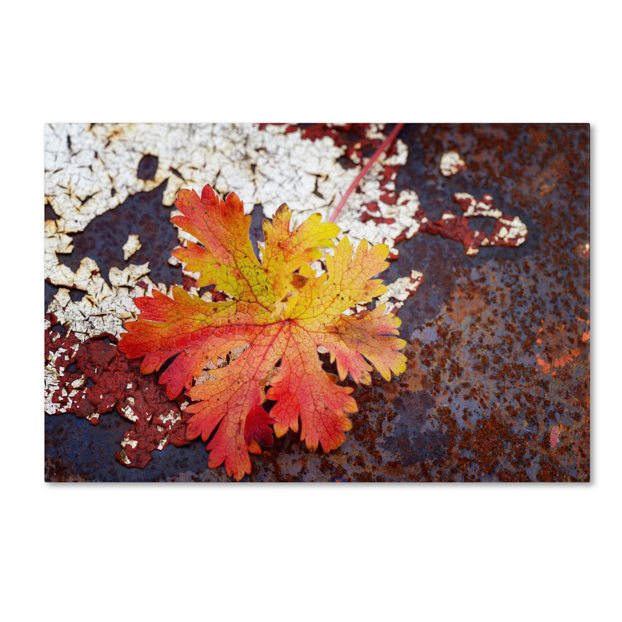 Philippe Sainte-Laudy 'Autumn Rust' Canvas Art 16 X 24