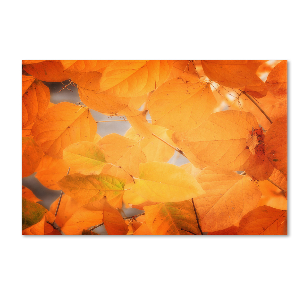 Philippe Sainte-Laudy 'Seasonal Leaves' Canvas Art 16 X 24